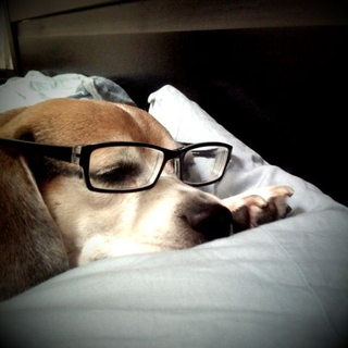 Illustration for article titled Great Job, Internet! Hipster PuppiesÂ